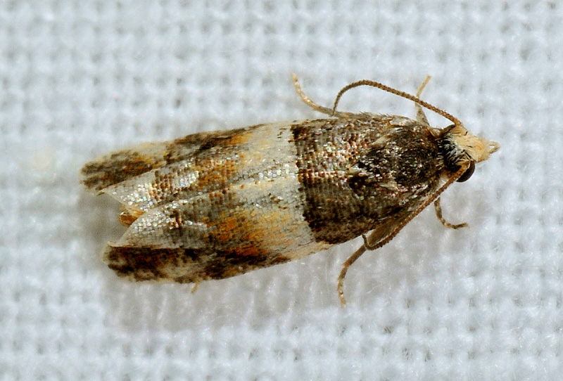 Tortricidae misterioso;  Lobesia abscisana
